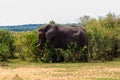 African elephant in savanna in Serengeti National park, Tanzania Royalty Free Stock Photo