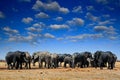 African elephant, Savuti, Chobe NP in Botswana. Royalty Free Stock Photo