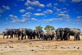 African elephant, Savuti, Chobe NP in Botswana. Wildlife scene from nature, elephant in habitat, Africa. Elepahnt herd group near Royalty Free Stock Photo