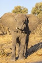 African Elephant Says Hello