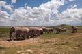 African elephant in Serengeti National Park, Tanzania Royalty Free Stock Photo