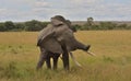 african elephant shaking its head and ears in the wild savannah of the masai mara, kenya, with sky in the background Royalty Free Stock Photo