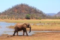 Beautiful scene of an elephant standing on the waters edge of Lake Kariba with a mountainous background and Impala