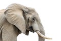 African Elephant Side Profile Royalty Free Stock Photo
