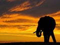 African Elephant Silhouette at Sunset in Africa