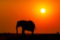 African elephant silhouette at sunset