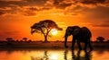 African Elephant Silhouette at Sunset Royalty Free Stock Photo
