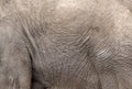 African elephant skin background on the side of his belly Royalty Free Stock Photo