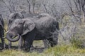 African Elephant Slinging Mud during Mudbath