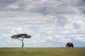 African elephant  smelling to camera Royalty Free Stock Photo