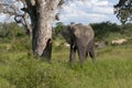 African Elephant in South Africa