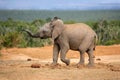 African elephant, South Africa Royalty Free Stock Photo