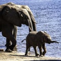 African Elephant family at lake walking Royalty Free Stock Photo