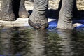 African Elephant up close, feet only, drinking, artistic