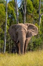African Elephant_South Africa