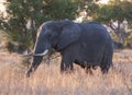 African elephant, South Africa Royalty Free Stock Photo