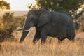 African elephant, South Africa Royalty Free Stock Photo