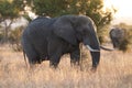 African elephant, South Africa Royalty Free Stock Photo