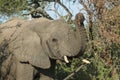 African elephant, South Africa Royalty Free Stock Photo