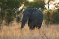 African elephant, South Africa Royalty Free Stock Photo