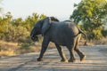 African elephant, South Africa Royalty Free Stock Photo