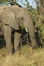 African elephant, South Africa Royalty Free Stock Photo