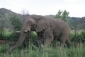 African Elephant in South Africa Royalty Free Stock Photo