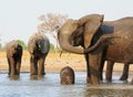 African Elephant splashing it self with water while two others take a drink in the background Royalty Free Stock Photo