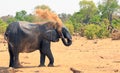 African elephant spraying dust over itself to cool down, Hwange National Park