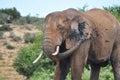 African Elephant spraying mud