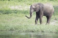 African Elephant Spraying Water At Drinking Hole Royalty Free Stock Photo