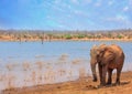 Lone African Elephant standing on the shoreline of Lake Kariba with a scenic lake and sky backdrop Royalty Free Stock Photo