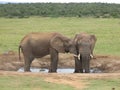 African elephant standing at a waterhole in Addo National Park