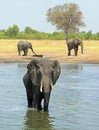 African elephant standing in a waterhole looking forwards with other elephants in the background Royalty Free Stock Photo