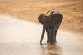 African elephant stands drinking from sandy shallows Royalty Free Stock Photo