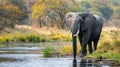 An African Elephant stands at the edge of a river, looking towards the camera Royalty Free Stock Photo