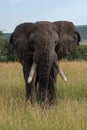 African elephant stands facing directly towards camera Royalty Free Stock Photo