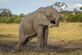 African elephant stands in mud twisting trunk