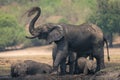 African elephant stands squirting earth over back