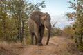African elephant stands on track lifting foot Royalty Free Stock Photo