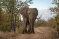 African elephant stands on track raising foot Royalty Free Stock Photo