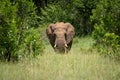 African elephant stands between trees facing camera Royalty Free Stock Photo