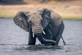 African elephant stands twisting trunk in river