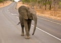 African Elephant stroll on highway Royalty Free Stock Photo