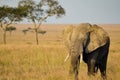 An African elephant strolls through the plains of Serengeti National Park in Tanzania, Africa at sunset Royalty Free Stock Photo