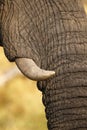 African elephant study close up
