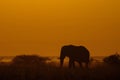 African elephant at sunrise Royalty Free Stock Photo