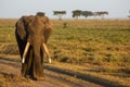 An African elephant at sunrise