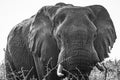 An african elephant at sunrise during a safari in the Hluhluwe - imfolozi National Park in South africa Royalty Free Stock Photo