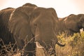 An african elephant at sunrise during a safari in the Hluhluwe - imfolozi National Park in South africa Royalty Free Stock Photo